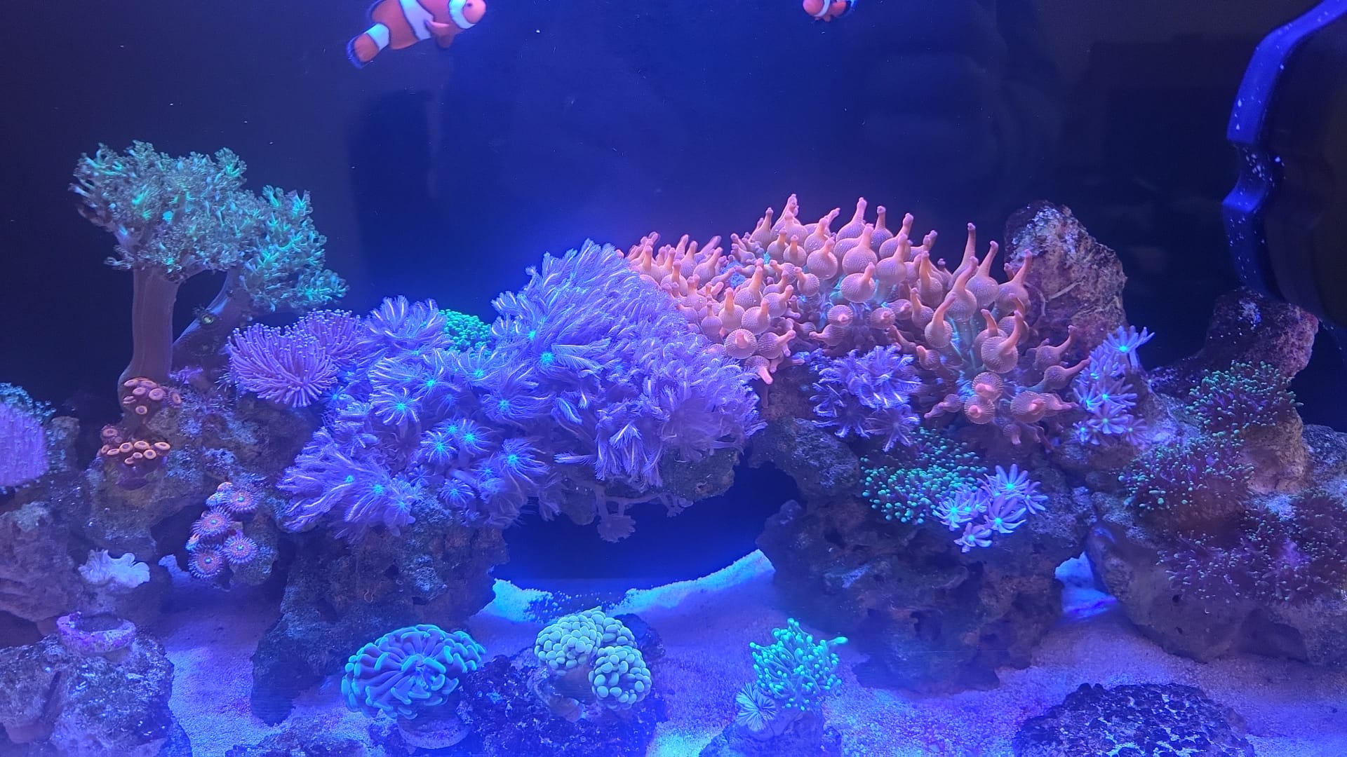 Coral growth control in established reef tank